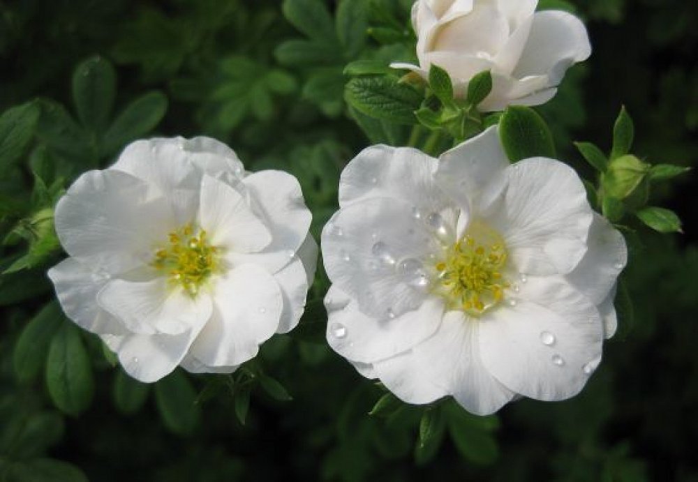 Лапчатка Сноуберд (белая) С2 Н30 Лапчатка Сноуберд (белая) С2 Н30