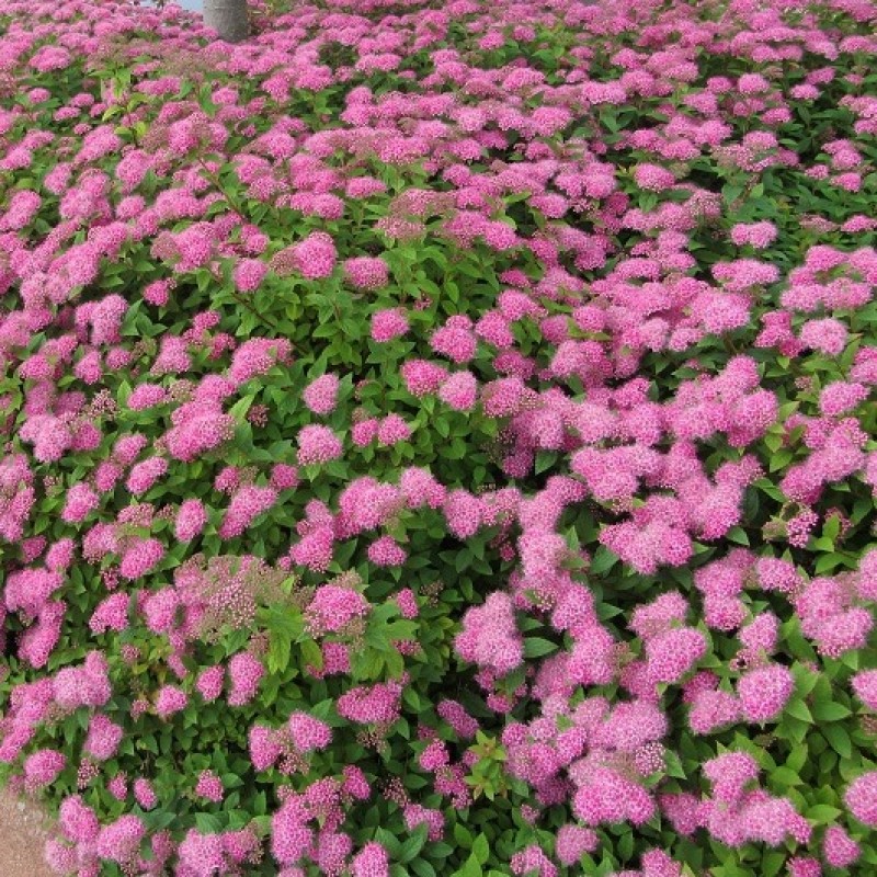 Спирея японская Магнум Роуз С2 Спирея японская Магнум Роуз С2