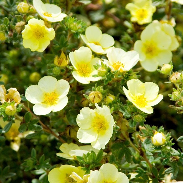 Лапчатка Катерина Дукс (желтая) Р9 Н10 Лапчатка Катерина Дукс (желтая) Р9 Н10