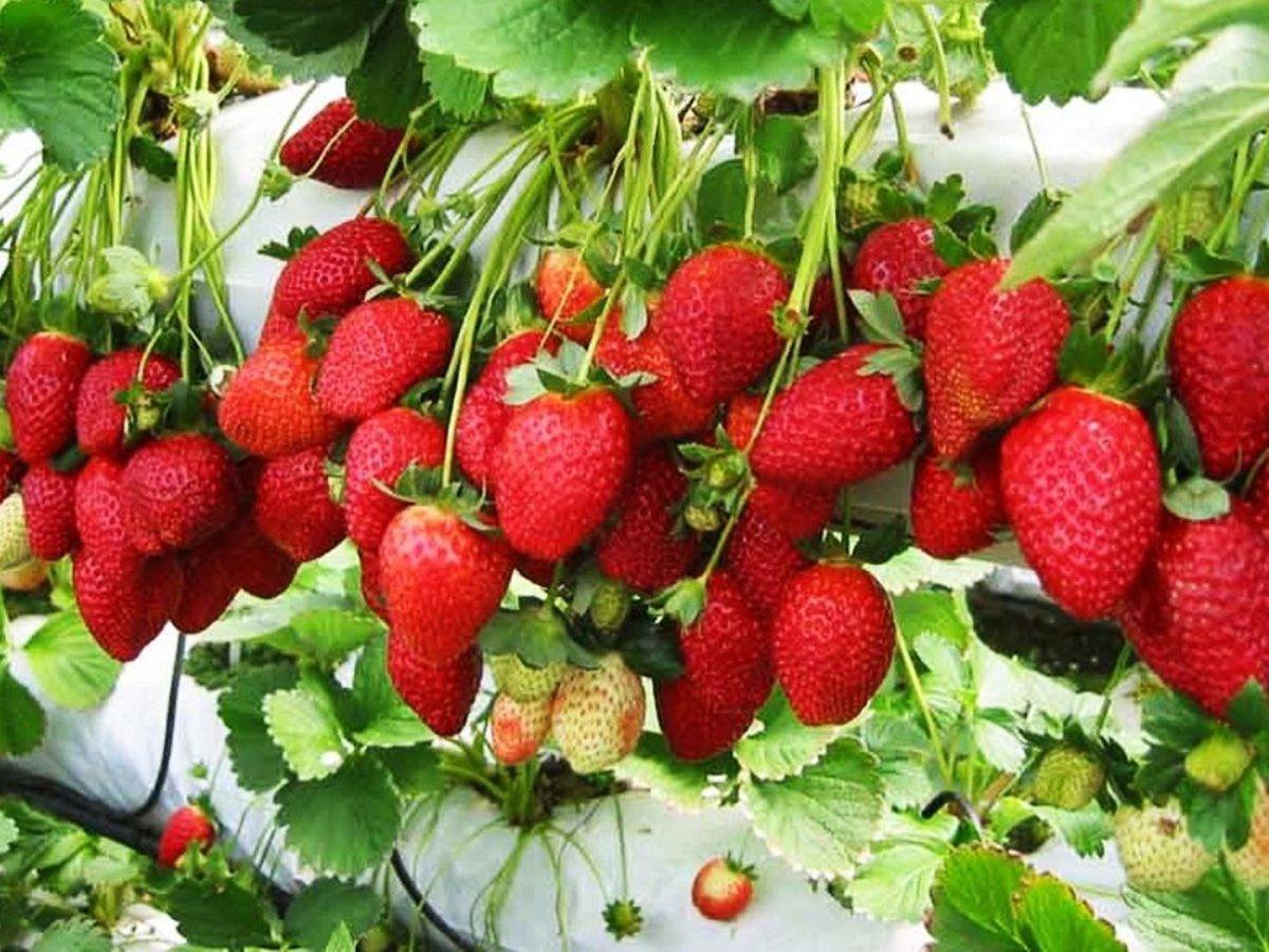 Земляника садовая (клубника) Вима Рима кассета 6 ячеек Земляника садовая (клубника) Вима Рима кассета 6 ячеек