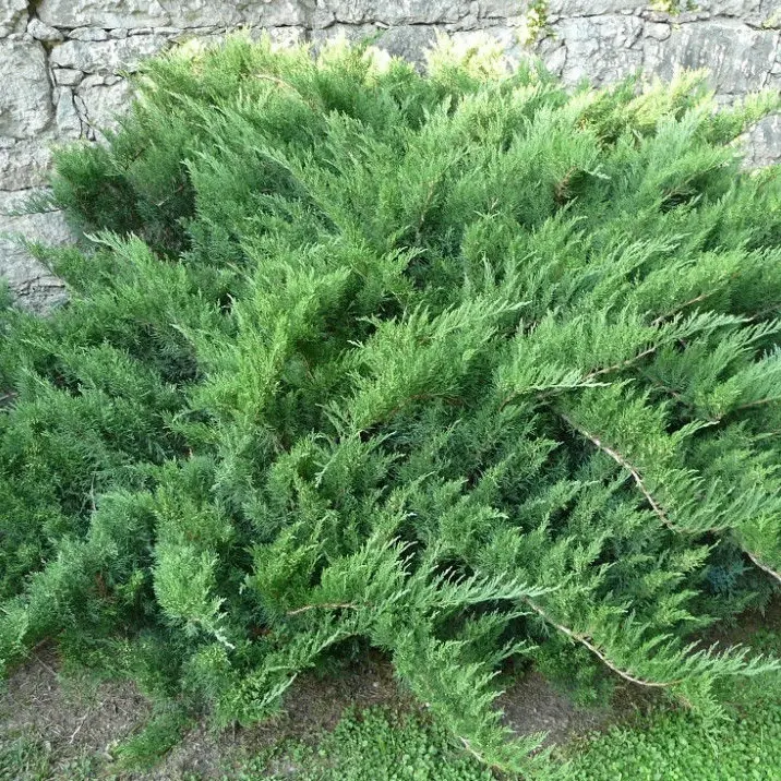 Можжевельник казацкий Тамарисцифолия С2 Н30 Можжевельник казацкий Тамарисцифолия С2 Н30
