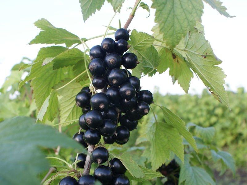 Смородина черная Титания С3 Н40 Смородина черная Титания С3 Н40