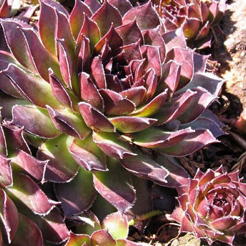 Молодило Р9 Молодило Р9