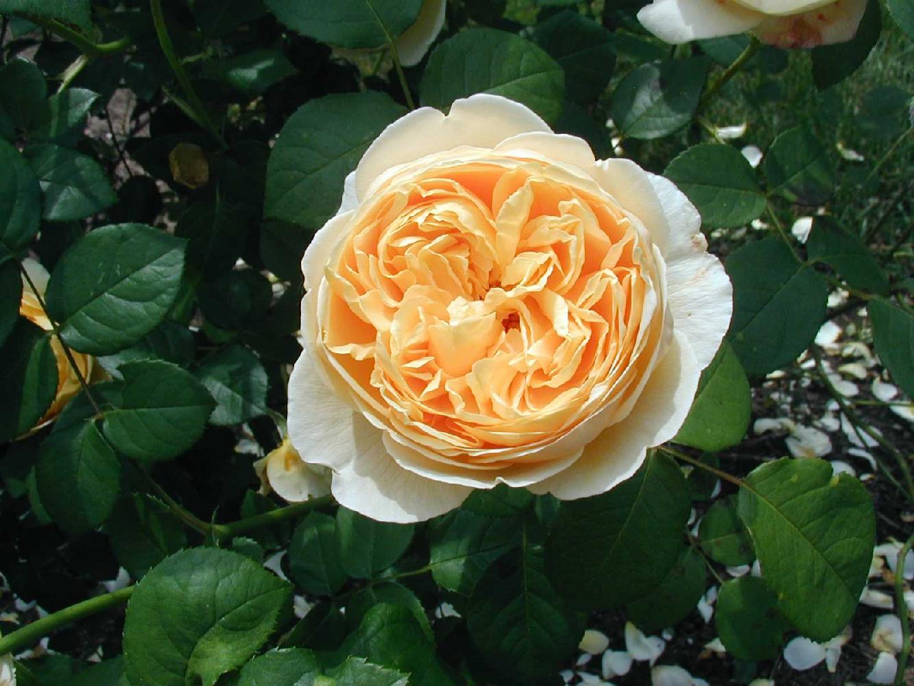 Английская роза Шарлотта С5 Английская роза Шарлотта С5