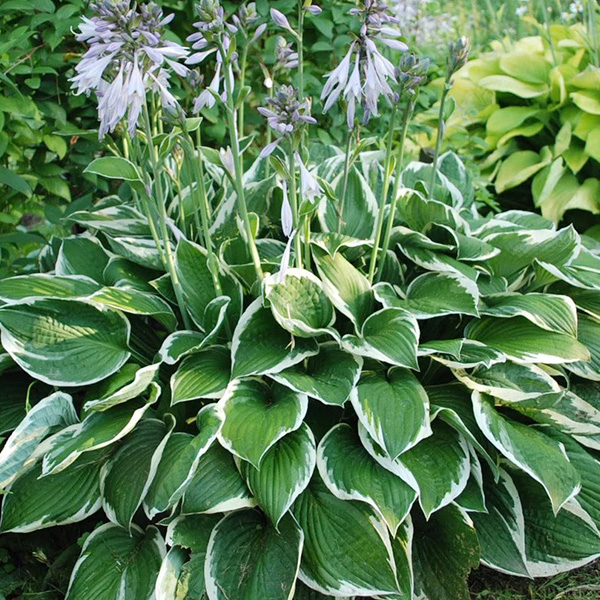 Хоста Франсе С2 Хоста Франсе С2