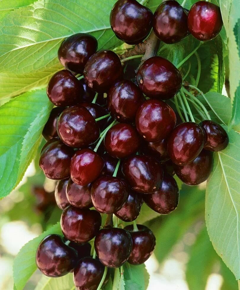 Вишнево-черешневый гибрид Факел С7 Вишнево-черешневый гибрид Ночка С4 Н80