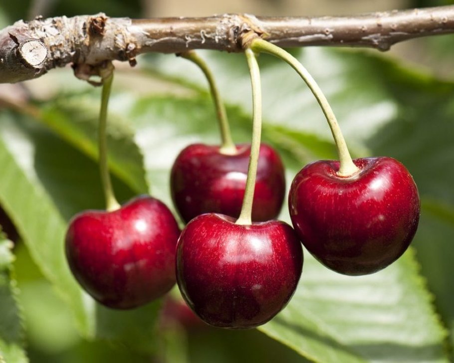 Вишня Жуковская  С7 Вишня Владимирская С4 Н140