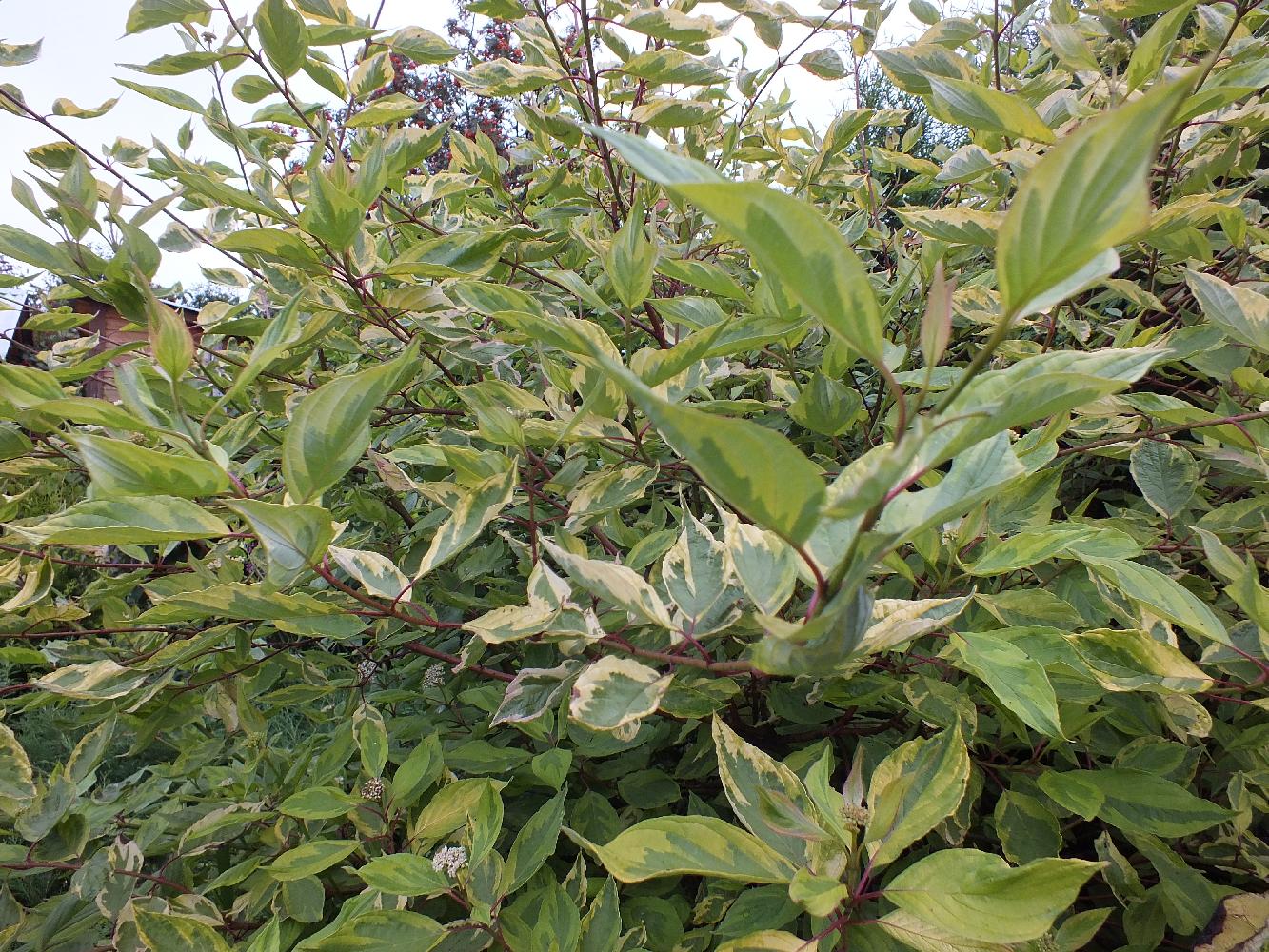 Дерен белый Гоучаулти С2 Дерен белый Шпетта С2