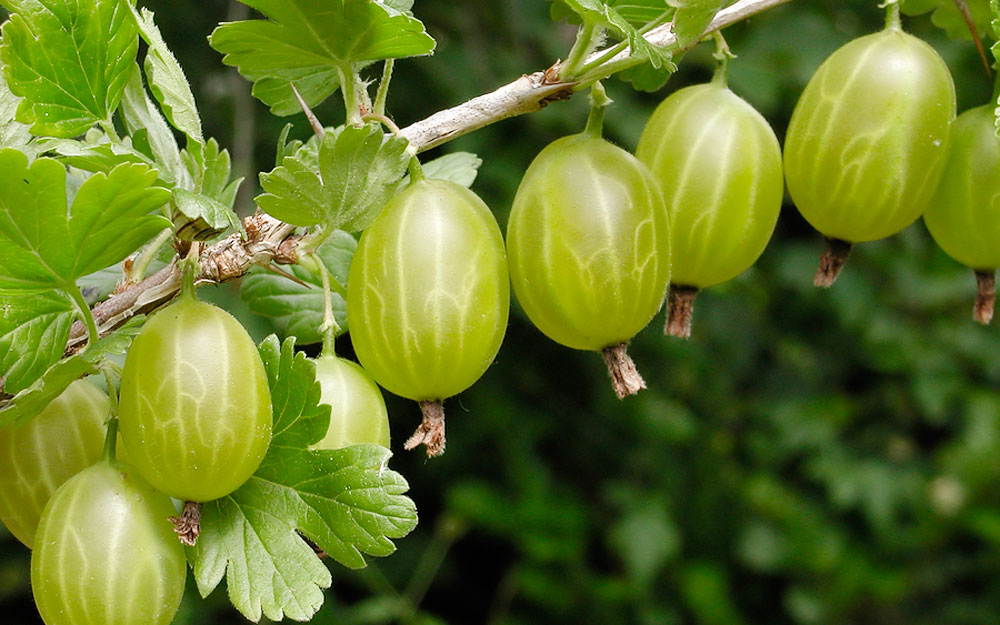 Крыжовник Грушенька С3 Крыжовник Малахит Сумка С14