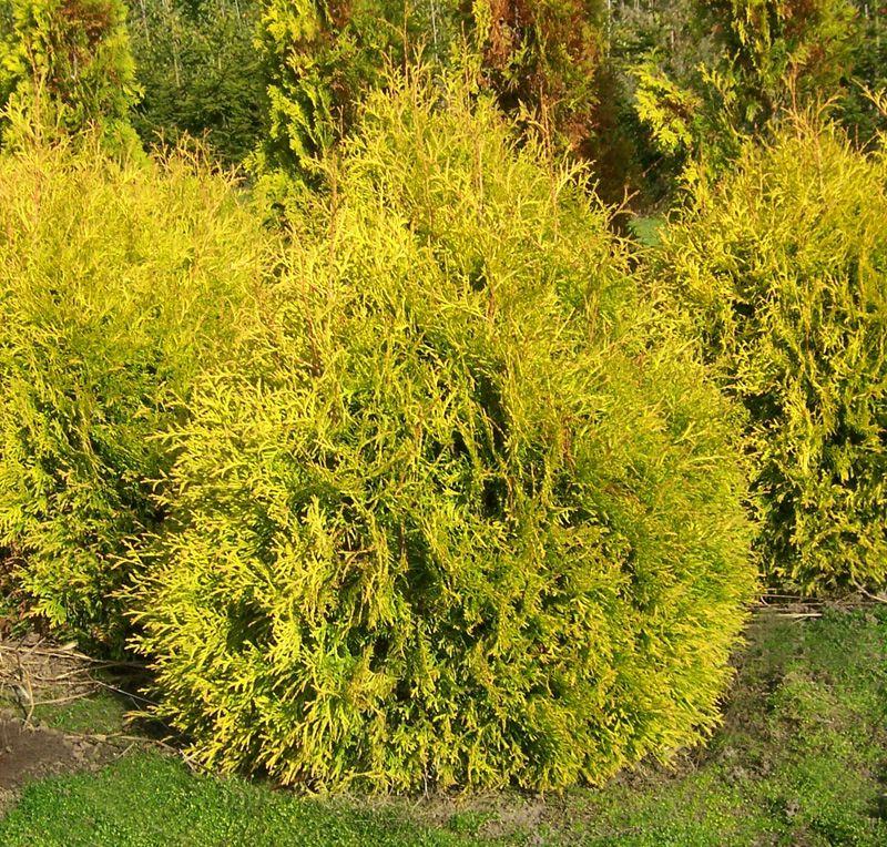 Туя Западная Рейн Голд С2 Н30 Туя Западная Рейн Голд С2 Н30