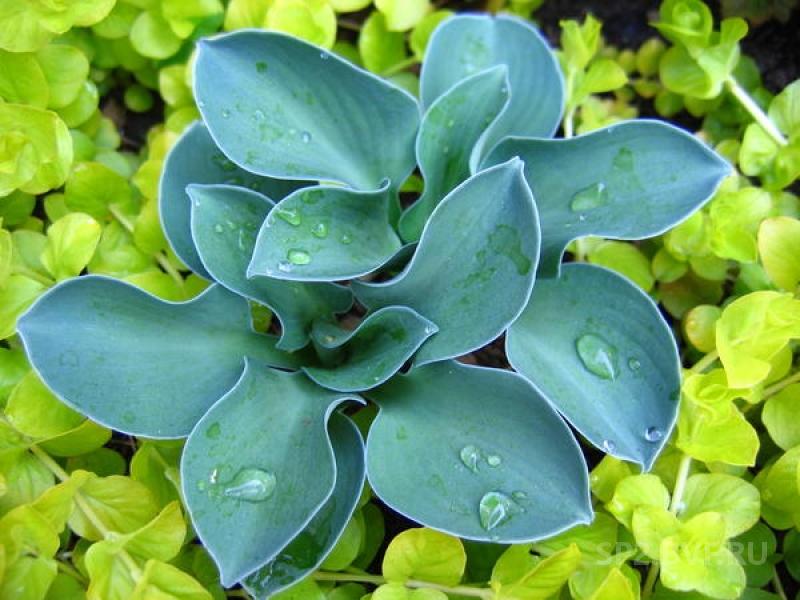 Хоста Блю Маус С2 Н15 Хоста Блю Маус С2 Н15