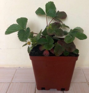 Земляника садовая (клубника) Клери С2 Земляника садовая (клубника) Клери С2