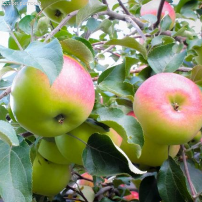 Яблоня Ренет Симиренко С7 Яблоня Имрус С7
