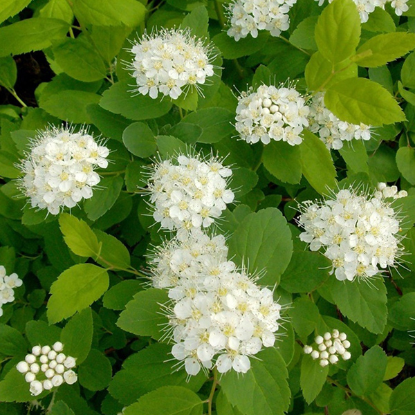 Спирея березолистная С5 Спирея березолистная С5