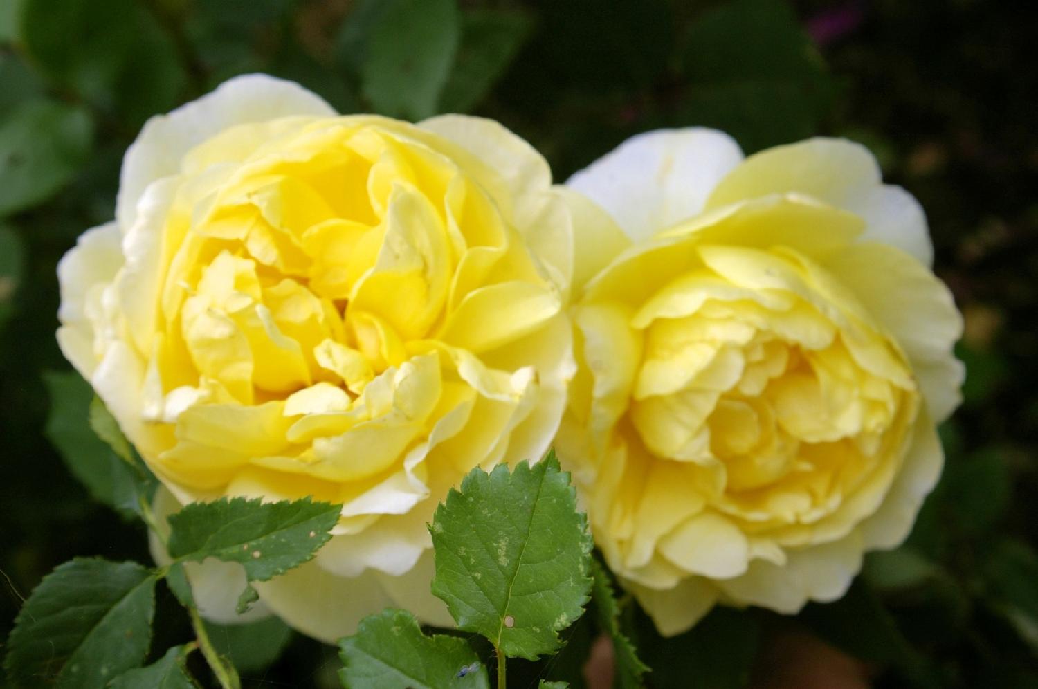 Английская роза  Зе поетс Вайф С5 Роза английская Зе поетс Вайф С5