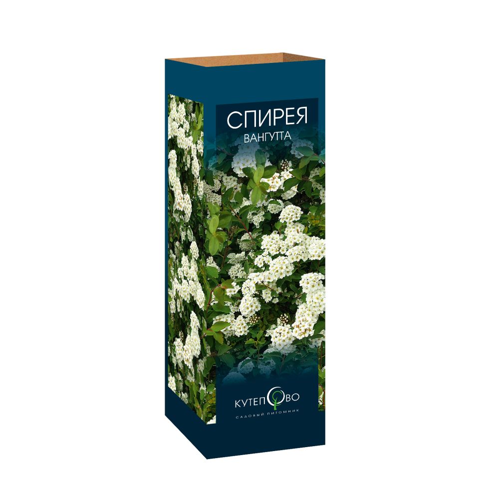 Спирея Вангутта в коробке Спирея Вангутта в коробке