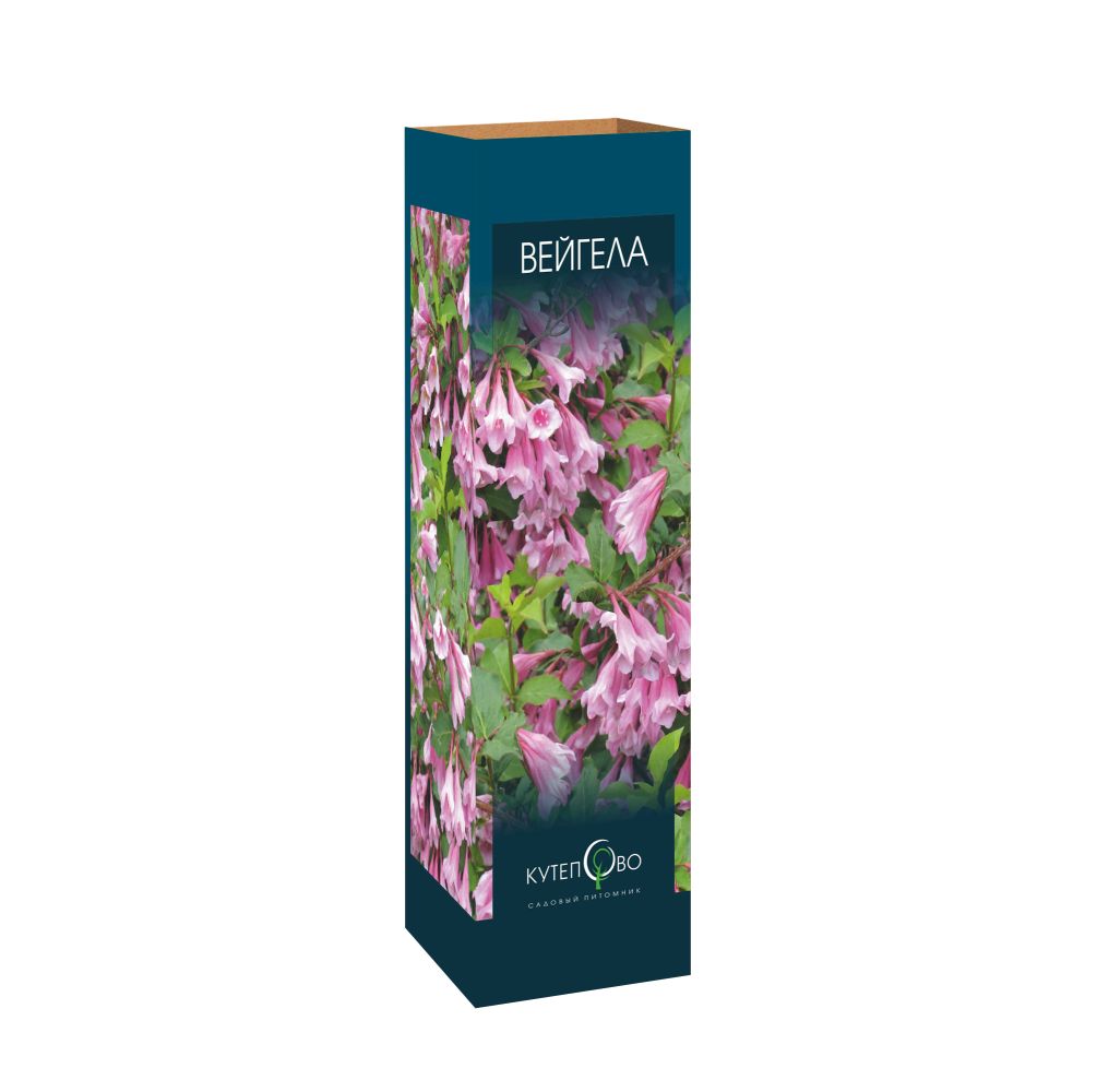 Вейгела в коробке Вейгела в коробке