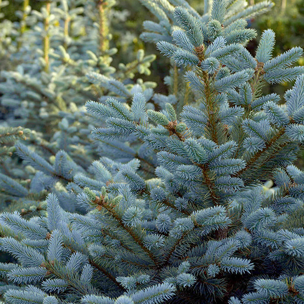 Ель колючая С10 Н100 Ель колючая С10 Н100