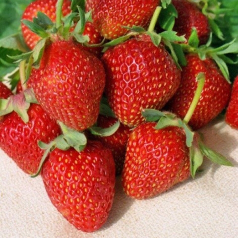 Земляника садовая (клубника) Вима Рима С2 Земляника садовая (клубника) Вима Рима С2