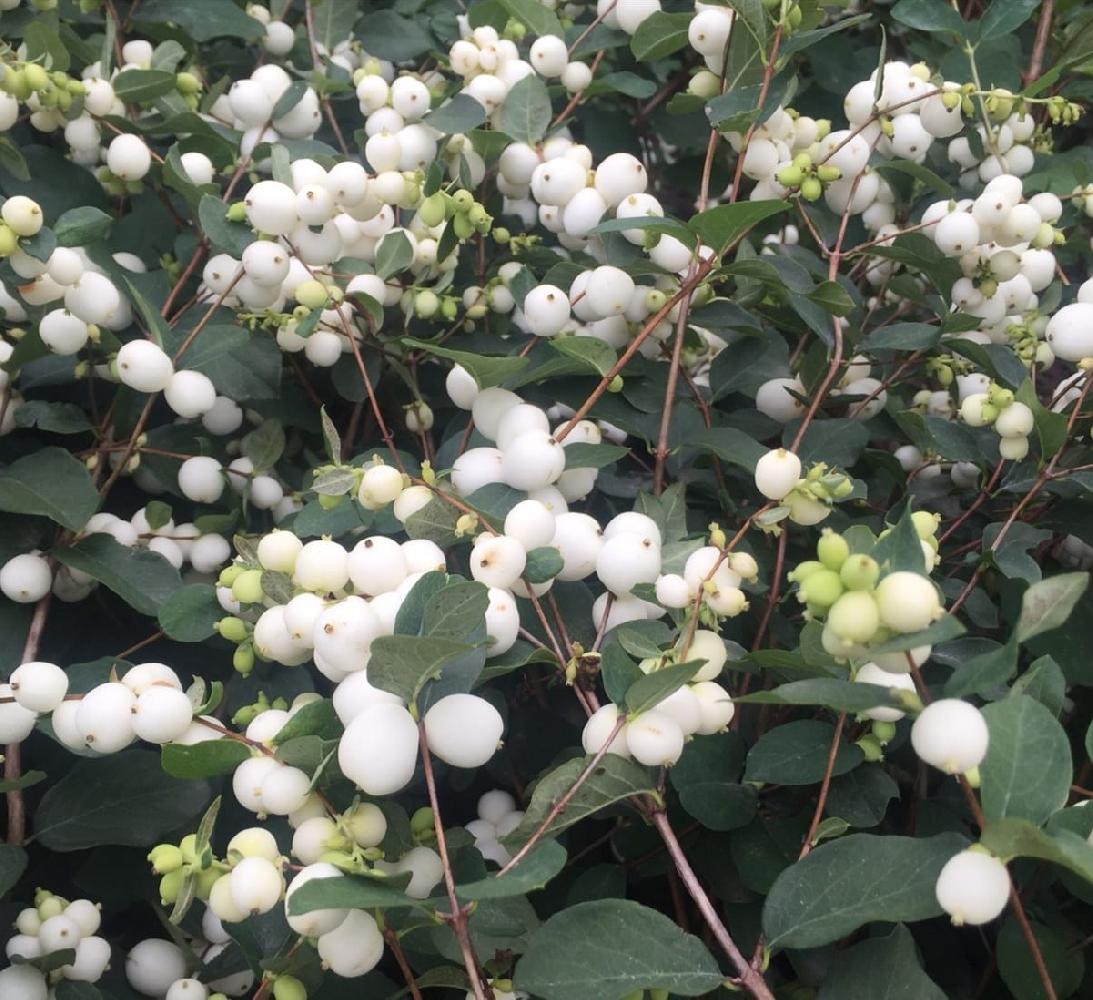 Снежноягодник Вайт Хедж (белый) С2 Н40 Снежноягодник Вайт Хедж (белый) С2 Н40