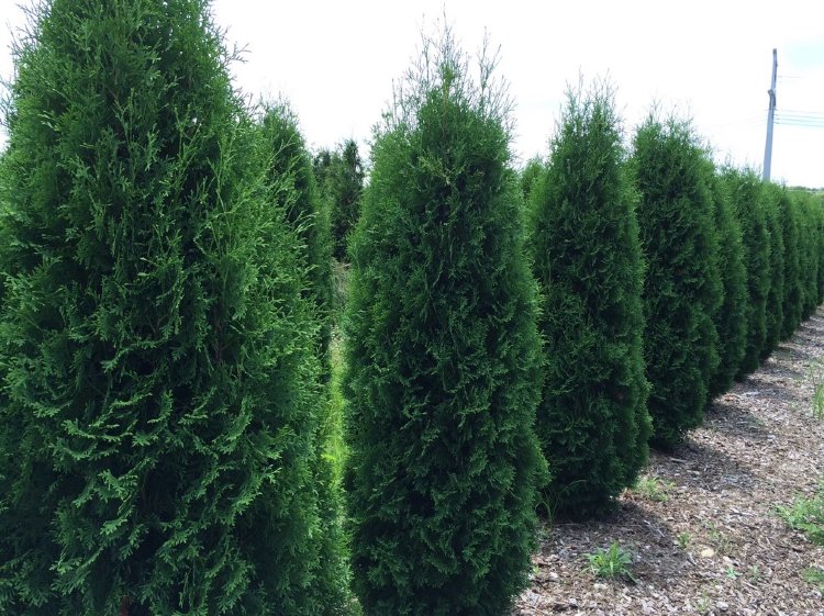 Туя Западная Малониана С2 Н30 Туя Западная Малониана С2 Н30