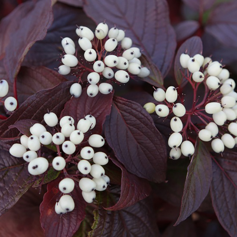 Дерен белый Сибериан Перлс С2 Дерен белый Сибериан Перлс С2