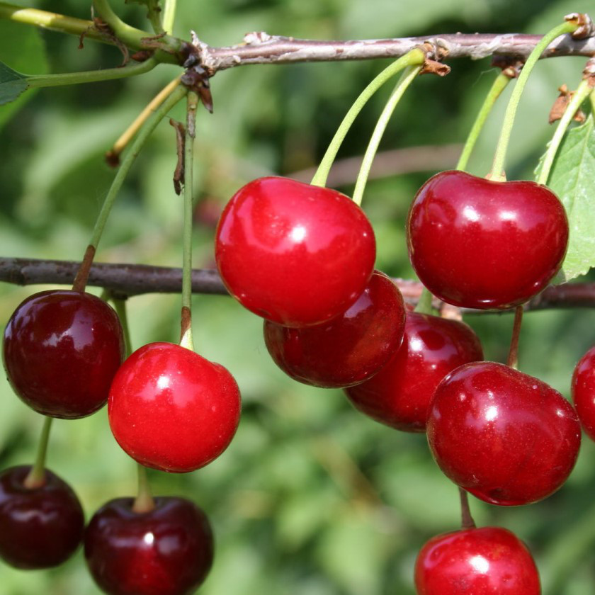 Черешня Валерия С7 Вишнево-черешневый гибрид Краса Севера С4 Н 140