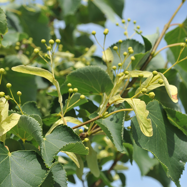 Липа мелколистная Гринспайер С10 Липа мелколистная Гринспайер С4 Н4