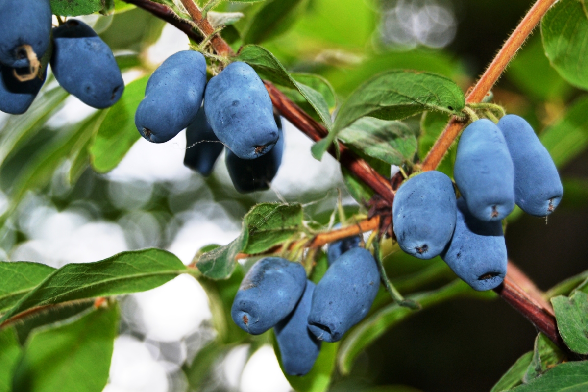 Жимолость плодовая Радость моя С3 Н50 Жимолость плодовая Радость моя С3 Н50