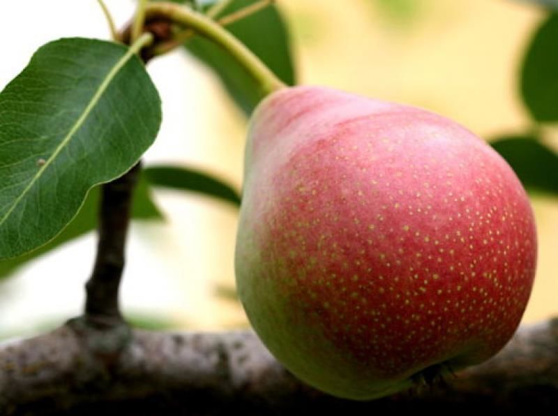 Груша Брянская ранняя С7 Груша Мраморная С7 Н180