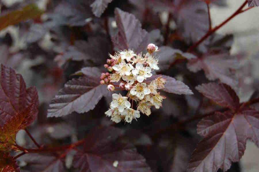 Пузыреплодник сорт Литл Девил (краснолистный) С2 Н40 Пузыреплодник  сорт Литл Девил (краснолистный)  С2 Н40