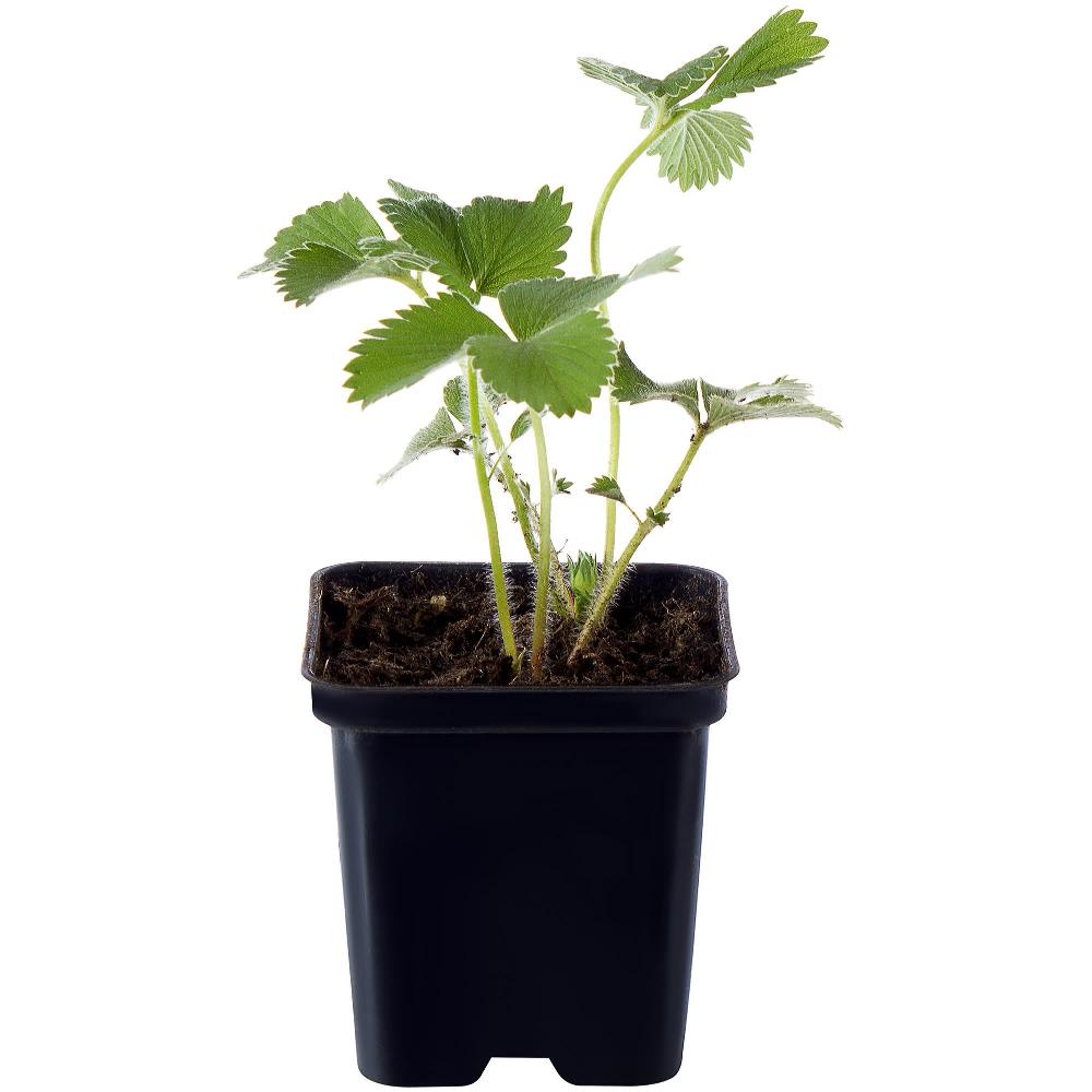 Земляника садовая (клубника) Елизавета 2 Р9 Земляника садовая (клубника) Елизавета 2 Р9