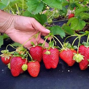 Земляника садовая (клубника) Ароза кассета 6 ячеек Земляника садовая (клубника) Ароза кассета 6 ячеек