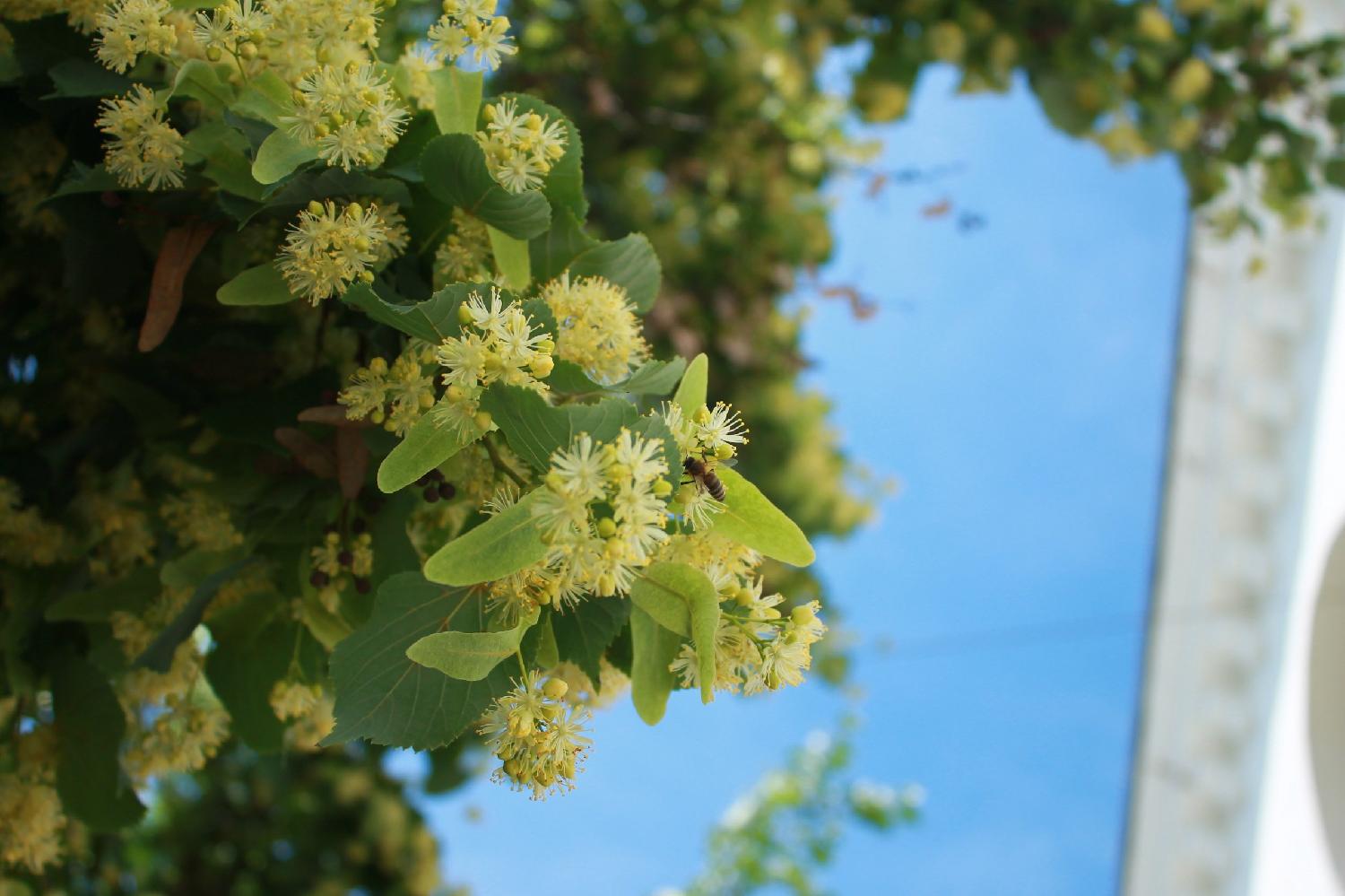 Липа С2 Н40 Липа С2 Н40