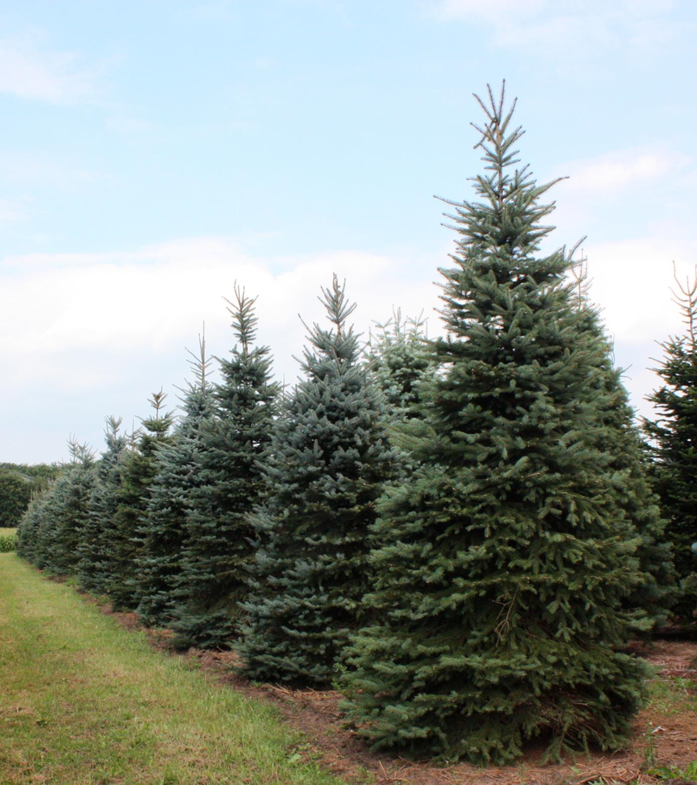 Ель колючая С2 Н40 Ель колючая Глаука С2 Н40