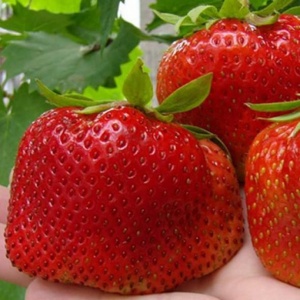 Земляника садовая (клубника) Юния Смайдс кассета 6 ячеек Земляника садовая (клубника)  Юния Смайдс кассета 6 ячеек