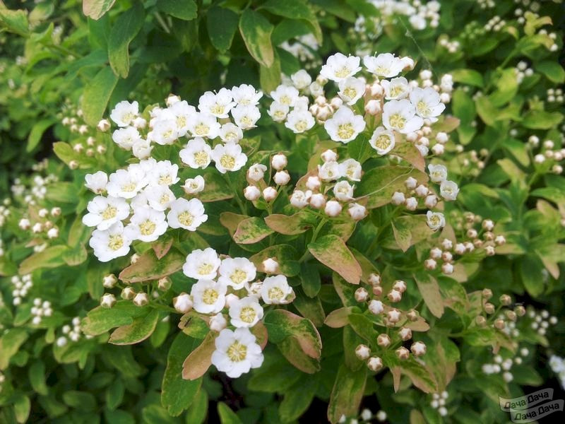 Спирея ниппонская Гелвес Рейнбоу С2 Н25 Спирея ниппонская  Гелвес Рейнбоу С2 Н25