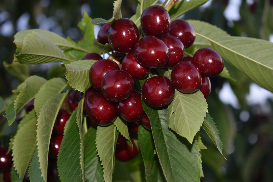 Черешня Рондо С7 Черешня Ипуть С4 Н140