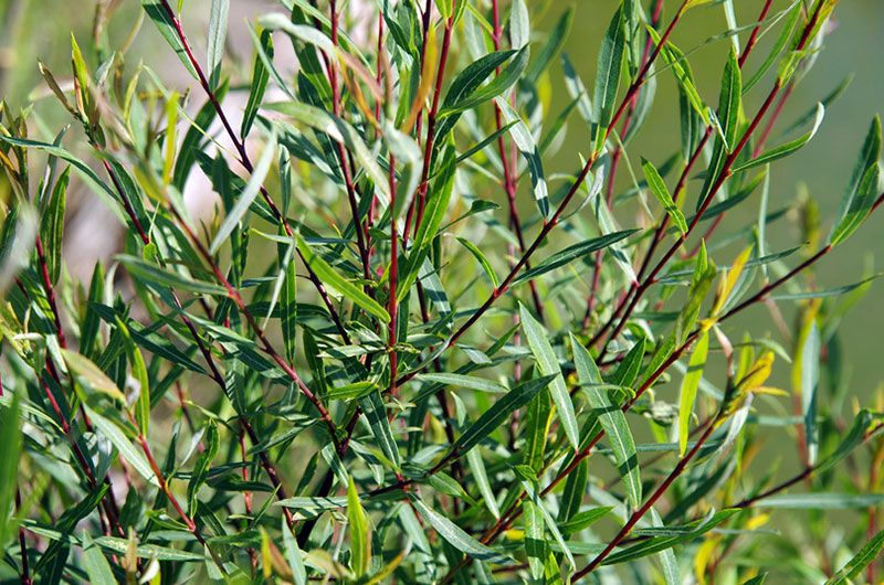 Ива пурпурная Нана С2 Н40 Ива пурпурная Нана С2 Н40