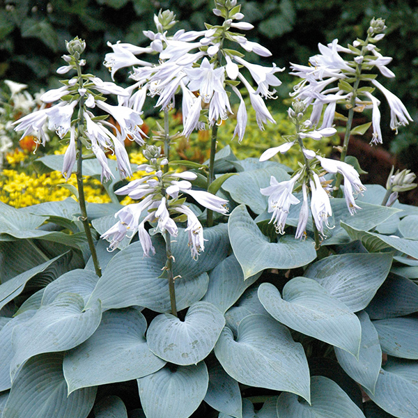 Хоста Буллет Пруф С2 Н15 Хоста Буллет Пруф С2 Н15