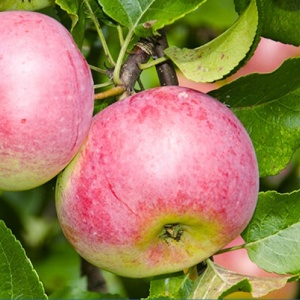 Яблоня Чемпион С7 Яблоня Уэлси С4 Н140