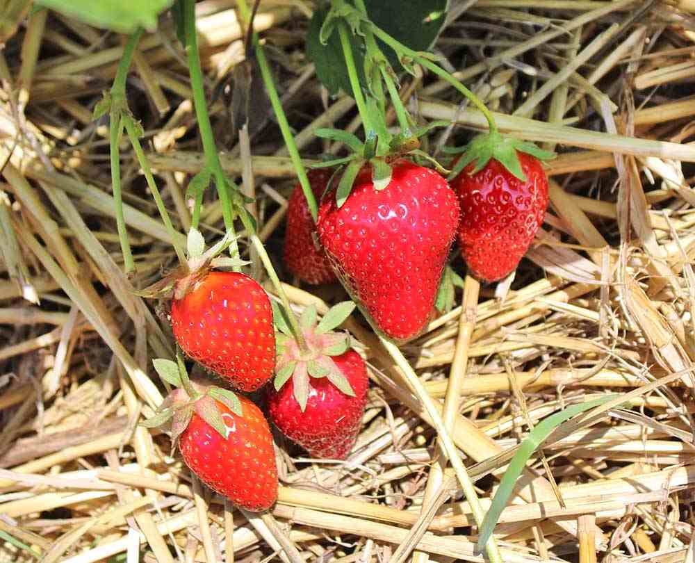 Земляника садовая (клубника) Ароза в Р9 Земляника садовая (клубника) Ароза в Р9