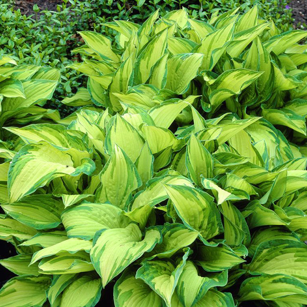 Хоста Голд стандарт С2 Хоста Голд стандарт С2