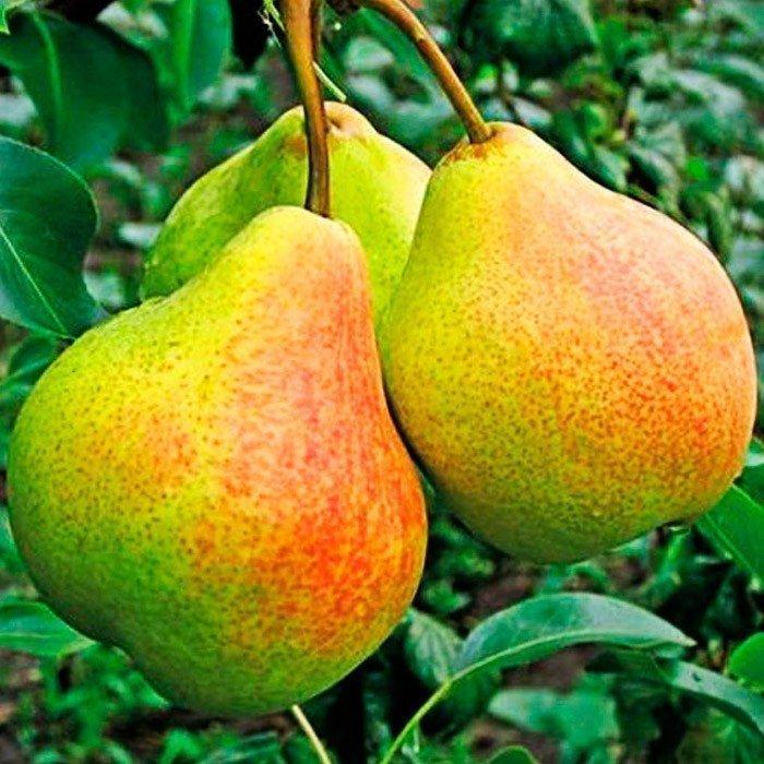 Груша Татьяна С7 Груша Памяти Яковлева С7 Н180