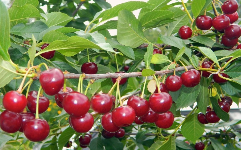 Вишня Лебедянская С7 Вишня Память Вавилова С4 Н140