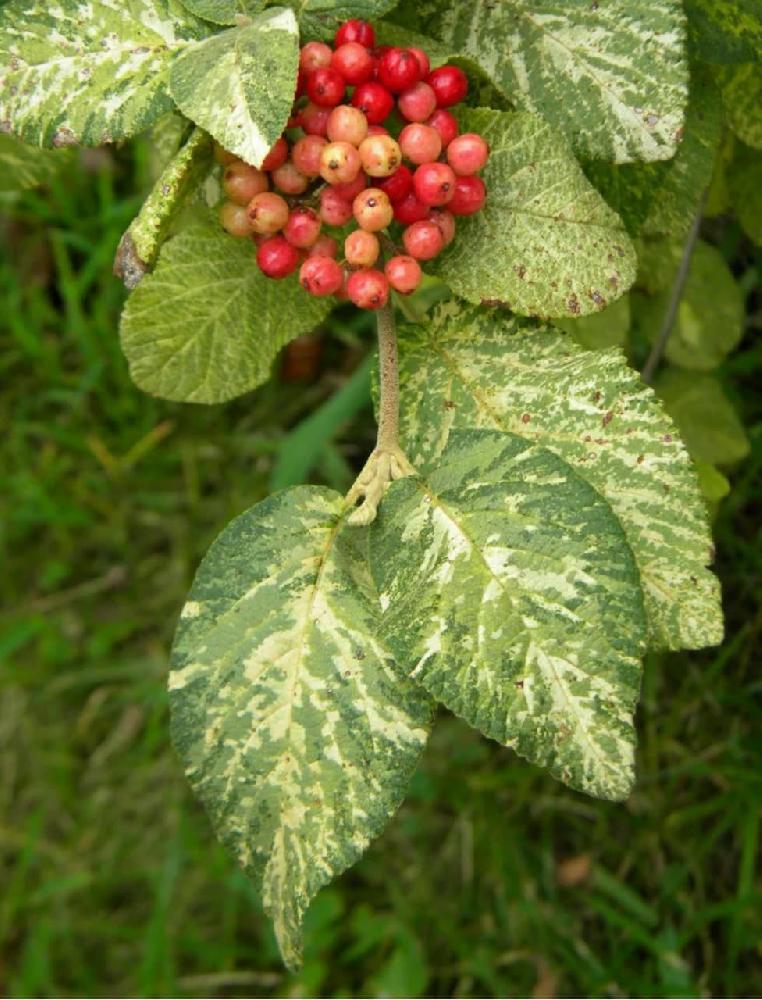 Калина Гордовина Вариегата С2 Н30 Калина Гордовина Вариегата С2 Н30