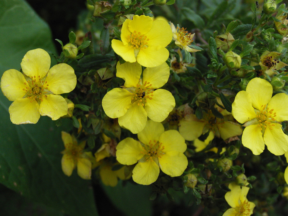 Лапчатка Лонгакр (желтая) Р9 Н10 Лапчатка Лонгакр  (желтая) Р9 Н10