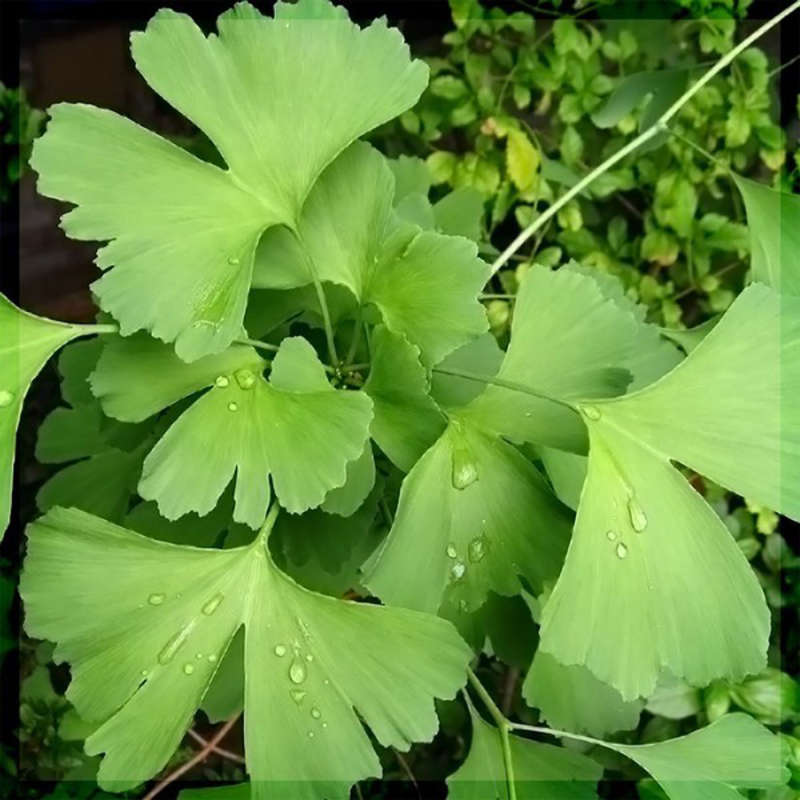 Гинкго Билоба С2 Н40 Гинкго Билоба С2 Н40