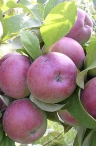 Яблоня  Байя Мариса С7 Яблоня Спартан С4 Н140