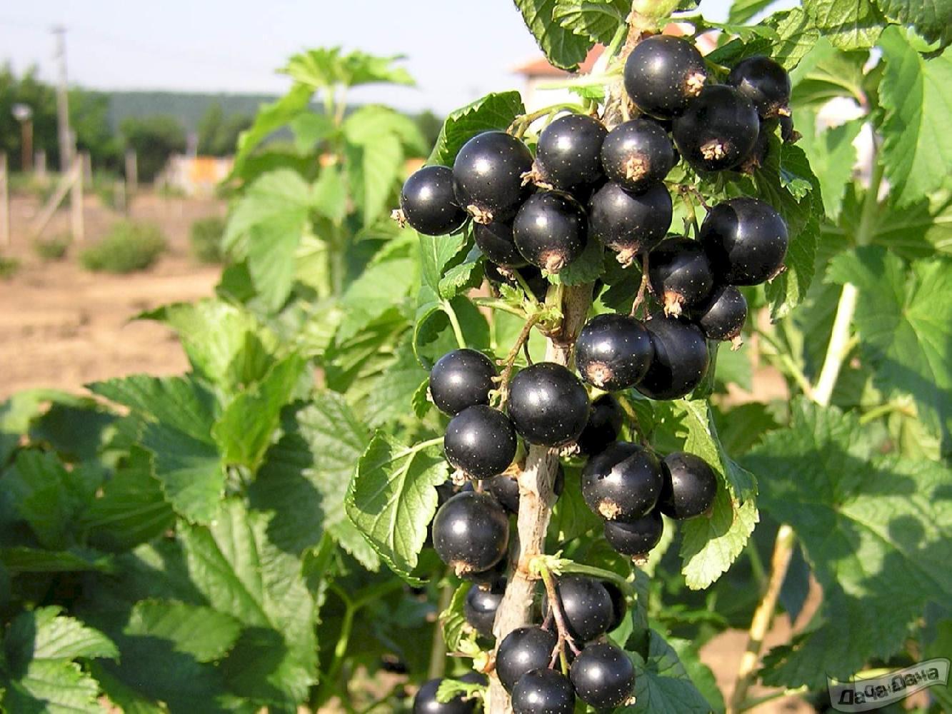 Смородина черная Бен Алдер С3 Н40 Смородина черная Бен Алдер С3 Н40